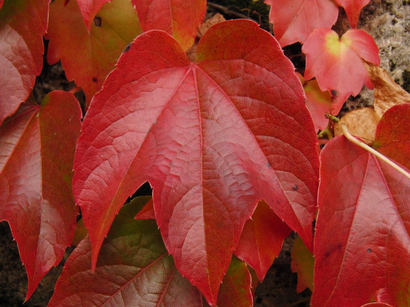 Rotes Blatt vom Wilden Wein