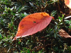 Rotes Herbstblatt im grünen Busch