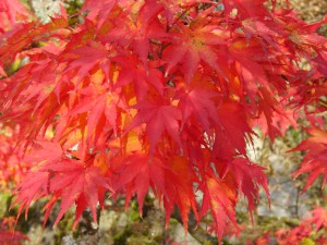 Rotes Zierahorn-Laub