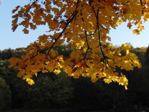 Unterm Ast im Herbstlaub