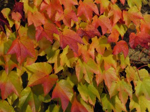Wilder Wein in Herbstfarben 1