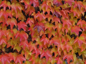 Wilder Wein in Herbstfarben