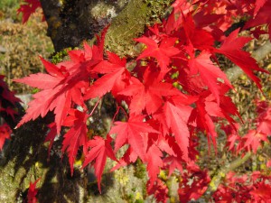 Zweig mit roten Ahornlaub