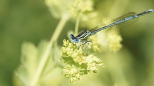Blaue Federlibelle auf Blüte Blaue Federlibelle auf Blüte