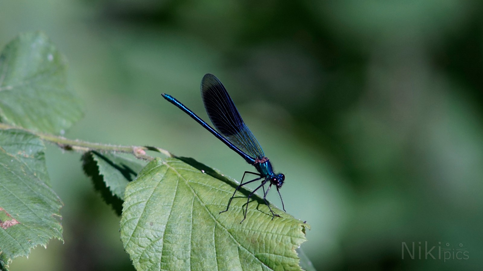 Calopteryx splendens