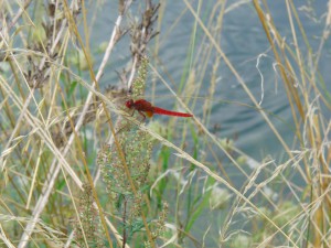 Feuerpferdchen im Ufergras Feuerpferdchen im Ufergras