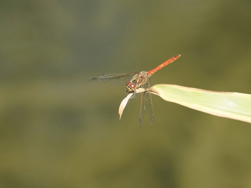 Heidelibelle am ende vom Grasblatt