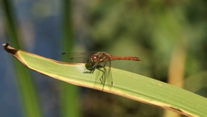 Heidelibelle auf der lauer Heidelibelle auf der lauer