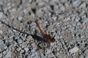 Heidelibelle auf Kiesweg Heidelibelle auf Kiesweg
