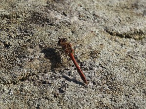 Heidelibelle auf Stein Heidelibelle auf Stein