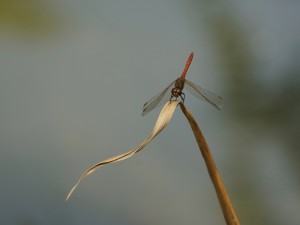 Heidelibelle auf trockenen Grasblatt Heidelibelle auf trockenen Grasblatt