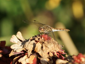 Heidelibelle im Herbst Heidelibelle im Herbst