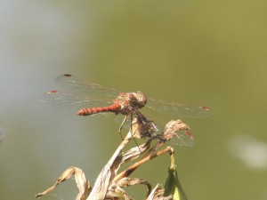 Heidelibelle von hinten Heidelibelle von hinten