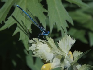 Im Blick der Federlibelle Im Blick der Federlibelle