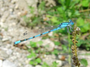 Libelle Azurjungfer Libelle Azurjungfer