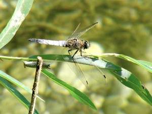 Libelle beim Sonnen Libelle beim Sonnen