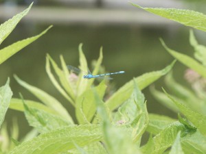 Libelle im Flug Libelle im Flug