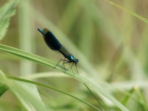 Prachtlibelle auf Grashalm Prachtlibelle auf Grashalm