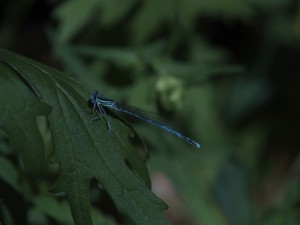 Schöne blaue Libelle Schöne blaue Libelle