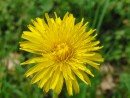 L&ouml;wenzahnbl&uuml;te 1