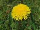 L&ouml;wenzahnbl&uuml;te 4