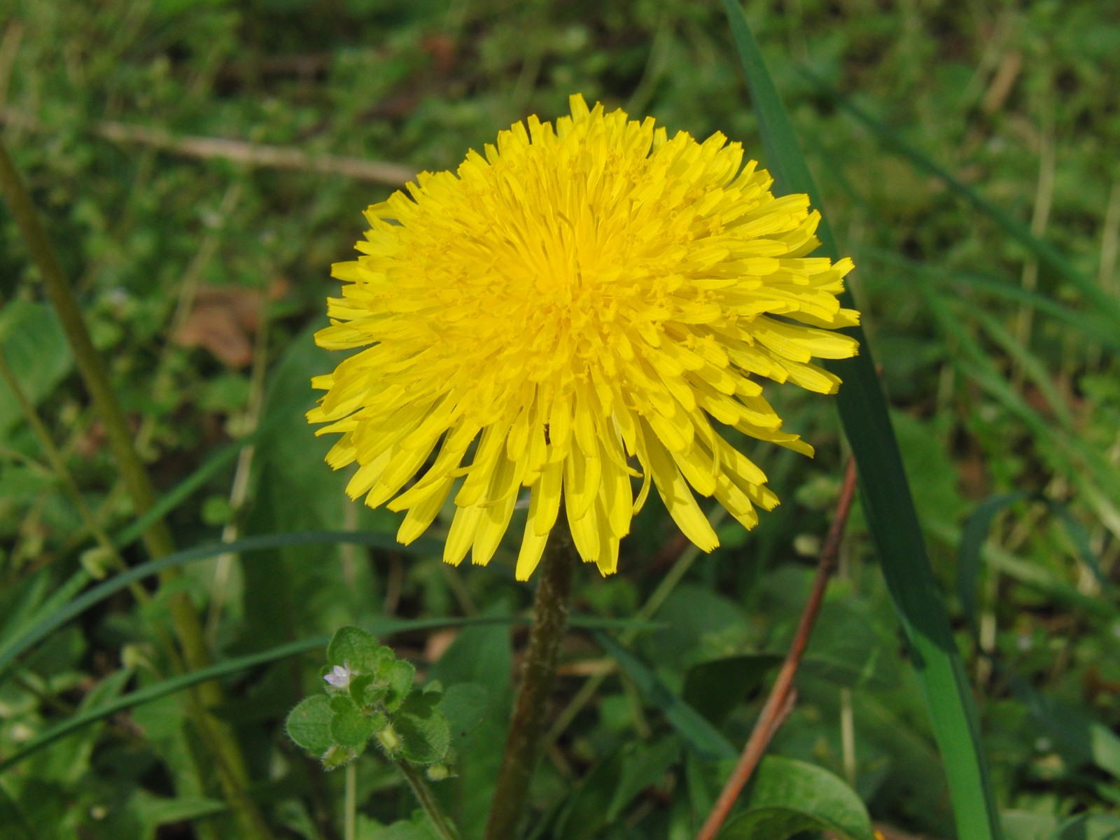 Löwenzahnblüte 4 Löwenzahnblüte 4