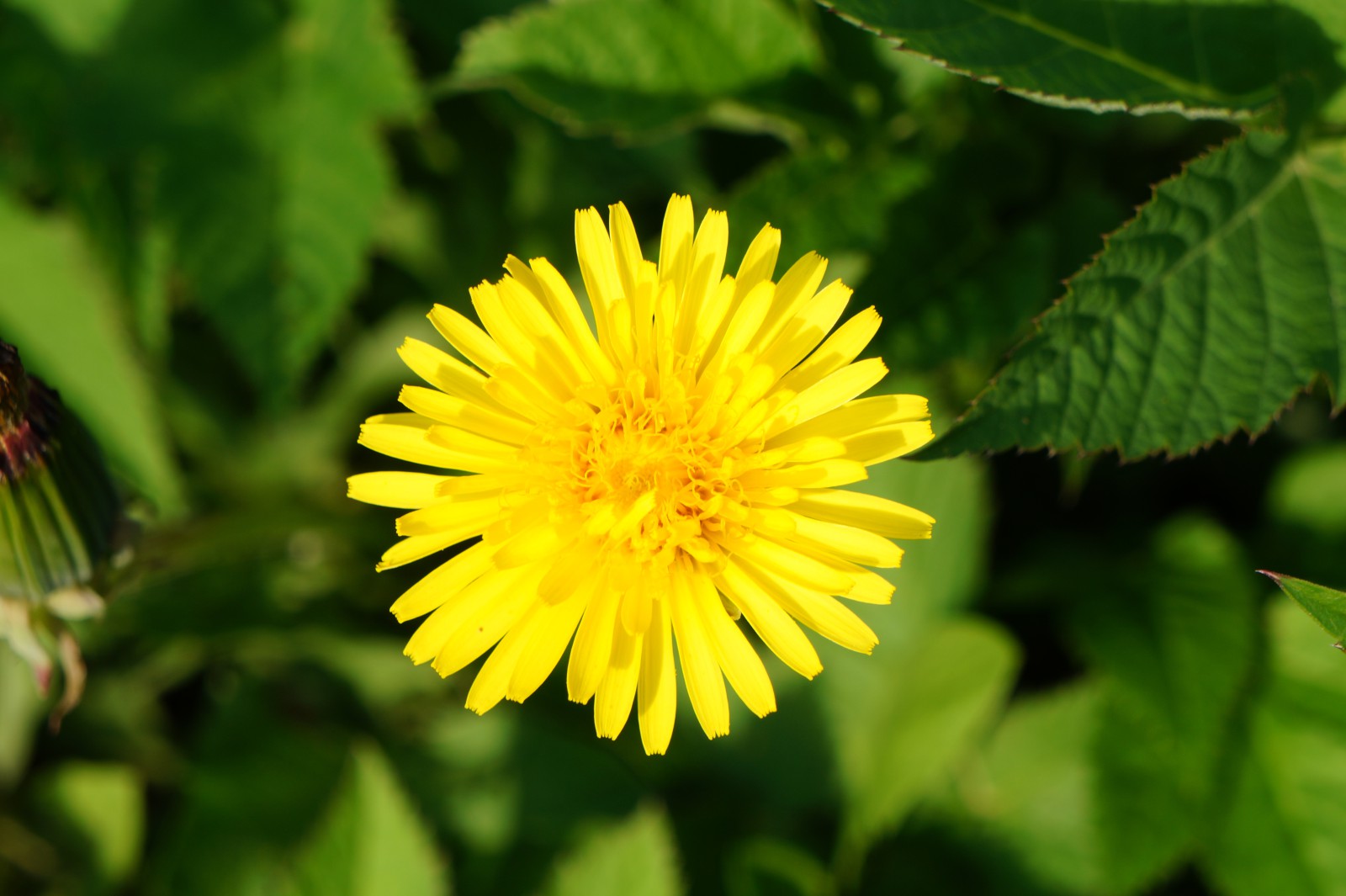 Löwenzahnblüte 5 Löwenzahnblüte 5
