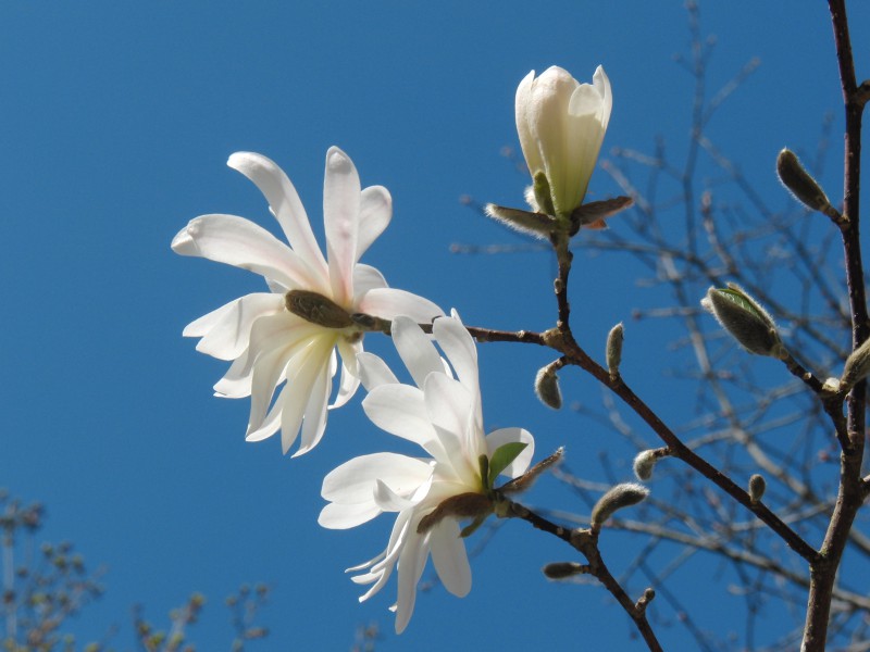  Weisse Magnolien vor blauen Himmel 2