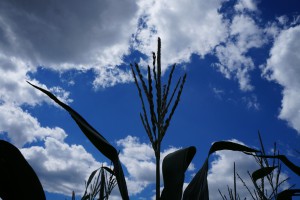 Maisblüte vor Himmel mit Regenwolke Maisblüte vor Himmel mit Regenwolke