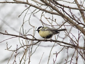 Kohlmeise hält Ausschau Kohlmeise hält Ausschau