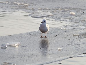 Möwe auf Eisplatte 3 Möwe auf Eisplatte 3