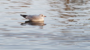 Möwe im Wasser Möwe im Wasser