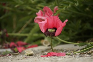 Abschied von der Blüte