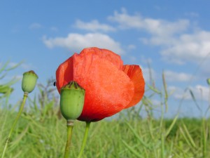 Blüte und junge Kapsel vom Klatschmohn
