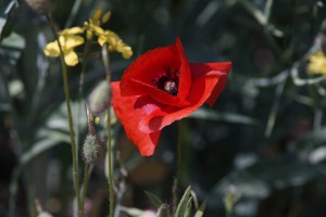 Klatschmohn Blüte und Knospe