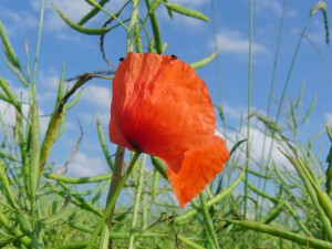Klatschmohn mit Besuch
