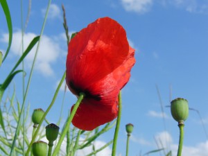 Klatschmohn und junge Samenkapseln