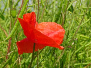 Klatschmohn im Rapsfeld 1