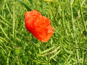 Klatschmohn im Rapsfeld 2