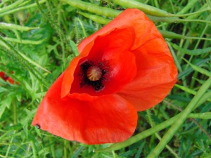Klatschmohn im Rapsfeld 3