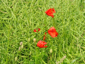 Klatschmohn im verblühten Rapsfeld 3