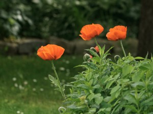 Mohnblumen im Garten