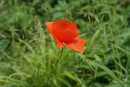 Sch&ouml;ner Klatschmohn