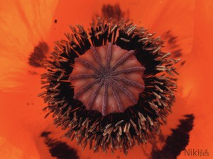 Verlockende Mohnblüte 