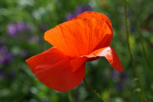 Wilder Mohn