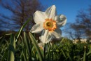 Narzisse weiss-orange im Park