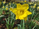 Narzissenbl&uuml;te gelb 4