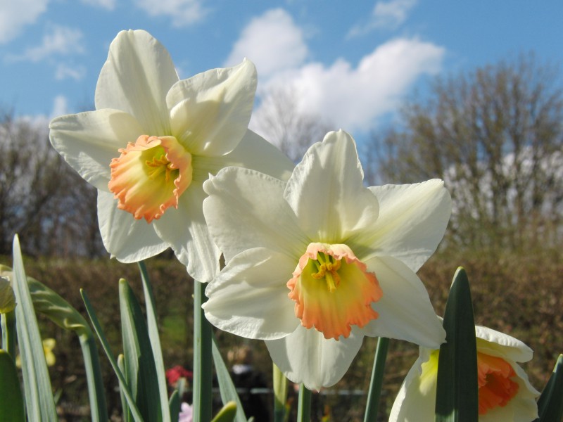 Osterglocken weiss-gelb 3