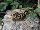 Baumstamm mit Pilz