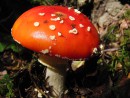Fliegenpilz im Sonnenlicht